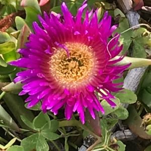 Meet your Posher, Rose